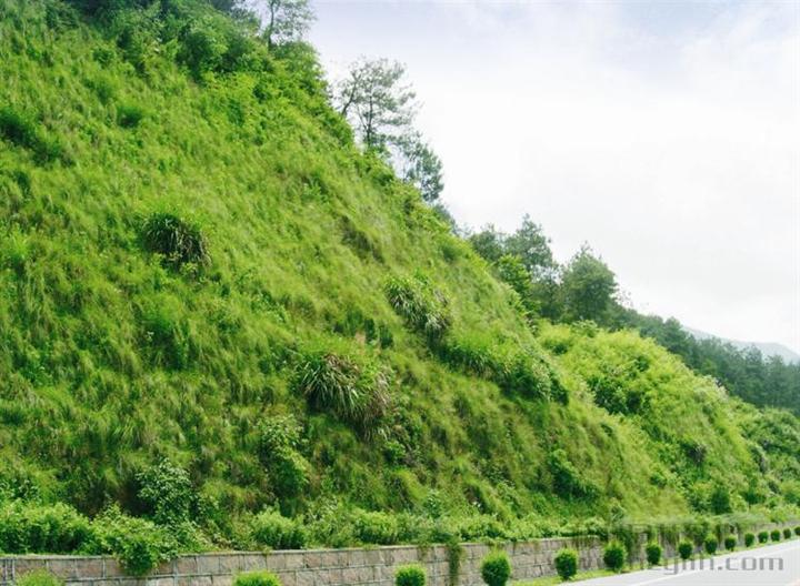 供应河道边坡绿化
