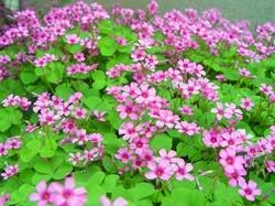 鄢陵培育优质红花酢浆草 