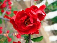 国艳一直是更美海棠花